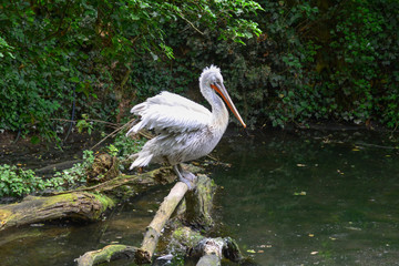 Pelican