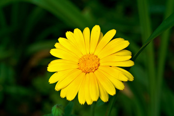 Beautiful yellow echinacea.