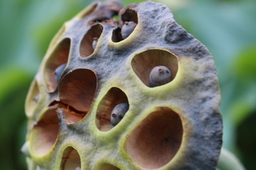 蓮沼　種子　茨城