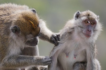 Mother monkey and child