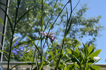 Decorative greening of the balcony. Campanula persicifolia and osteospermum green leaves and stems on the background of trees and sky out of the window.