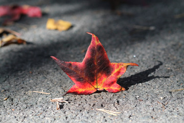 Hola roja de otoño caída  en el suelo de asfalto © solesilbando