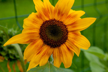 Sunflower natural background, Sunflower blooming, Sunflower oil improves skin health and promote...