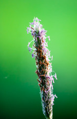 Blühendes Gras in Bremen