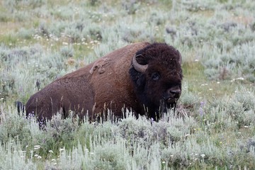 Yellowstone NP, Bisons im Lamar Valley