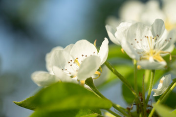 Blühender Apfelbaumzweig