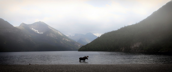 orignal dans un lac de montagne un jour brumeux en alberta, canada