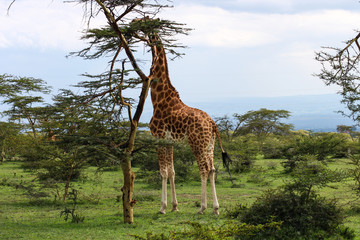 beautiful giraffe eating into the wild savanna