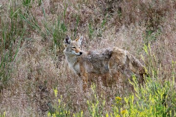 Yellowstone National Park, Kojote