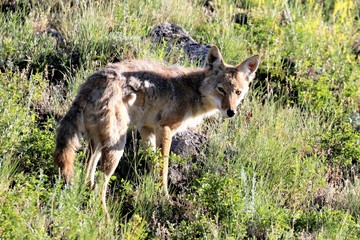 Naklejka na ściany i meble Yellowstone National Park, Kojote