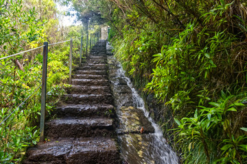 madeira walking way levada