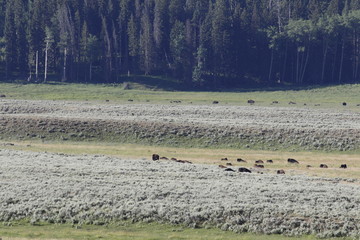 Fototapeta na wymiar Yellowstone NP, Bisons im Lamar Valley