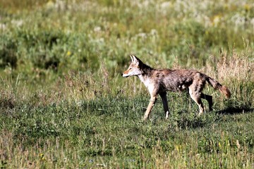 Yellowstone National Park, Kojote