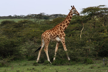 Naklejka na ściany i meble beautiful giraffe walking into the wild savanna