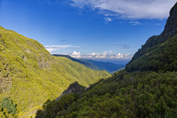Naklejka premium madeira jungle view forrest