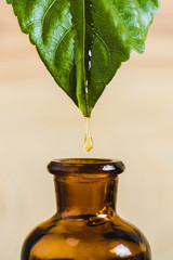 essential oil dripping from leaf into glass bottle isolated on beige
