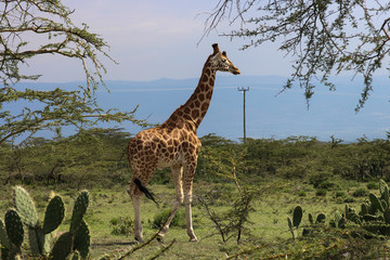 beautiful giraffe walking into the wild savanna