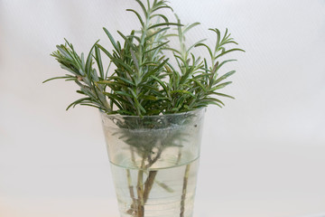 a bunch of rosemary in a glass
