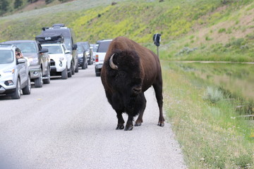 Bison im Yellowstone NP