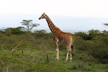 beautiful giraffe eating into the wild savanna