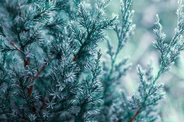 Christmas tree close up, blue green spruce, beautiful background for text, invitation, postcard