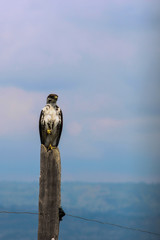 beautiful african falcon with light sunset in the background