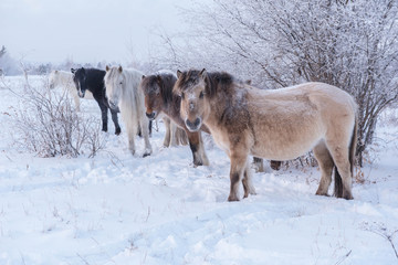 The horses of the Yakut breed (in Yakut - sylgy or Sakha Ata) live outdoors all year round in the extreme conditions of the north. The breeding area of the breed includes the Republic of Sakha (Yakuti