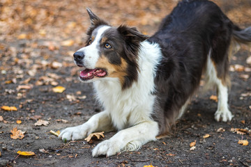 Border Collie in forest