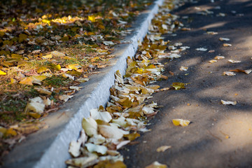 A pile of dry yellow autumn leaves on a gray pavement