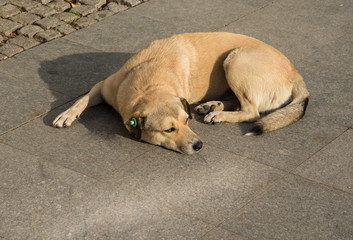 The stray dog with a chip in his ear on Istanbul street .