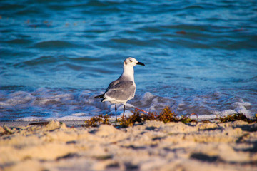 Miami´s seagull
