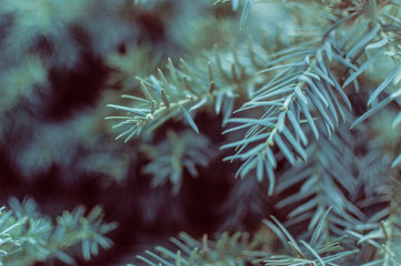 Naklejka na ściany i meble Christmas tree close up, blue green spruce, beautiful background for text, invitation, postcard