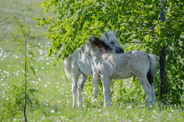 Fototapeta premium The horses of the Yakut breed (in Yakut - sylgy or Sakha Ata) live outdoors all year round in the extreme conditions of the north. The breeding area of the breed includes the Republic of Sakha (Yakuti