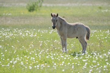 Obraz premium The horses of the Yakut breed (in Yakut - sylgy or Sakha Ata) live outdoors all year round in the extreme conditions of the north. The breeding area of the breed includes the Republic of Sakha (Yakuti