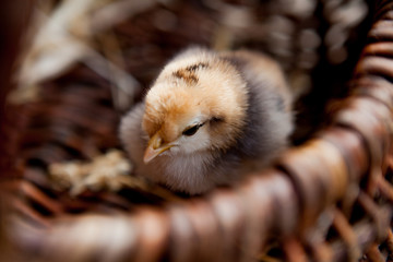 Close-up Little chicken in a brown basket