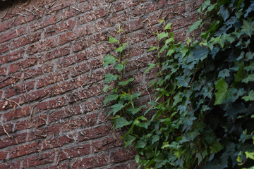 ivy on the wall