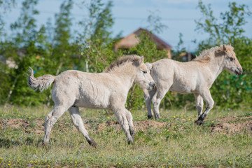 Obraz premium The horses of the Yakut breed (in Yakut - sylgy or Sakha Ata) live outdoors all year round in the extreme conditions of the north. The breeding area of the breed includes the Republic of Sakha (Yakuti