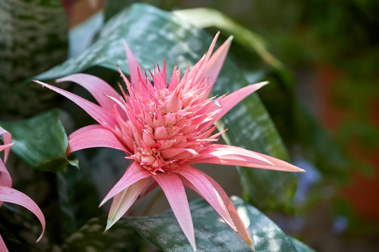 The aechmea bromeliacea plant (also known as aecmea or ecmea)