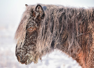 The horses of the Yakut breed (in Yakut - sylgy or Sakha Ata) live outdoors all year round in the extreme conditions of the north. The breeding area of the breed includes the Republic of Sakha (Yakuti