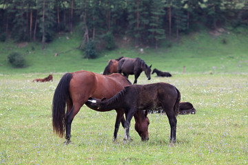 Fototapeta premium Alpine pasture in the forest for horses.