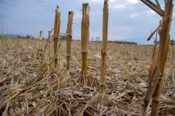 Dried and cutted trunks of corn in a field