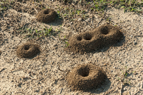 perfect anthill made of soil