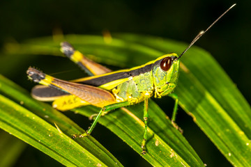 Grasshopper