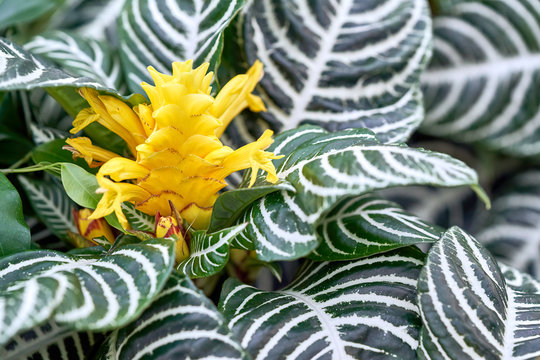 a yellow flower of an aphelandra plant