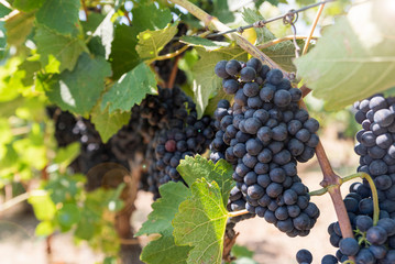 Close up of black grapes, Grapes harvest concept