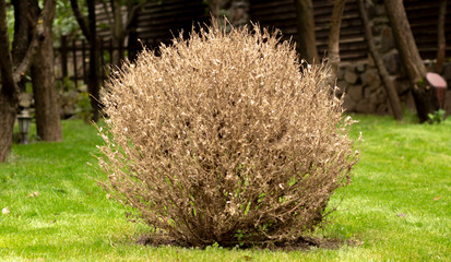 The twigs and leaves of boxwood turn yellow because of the sucking damage.