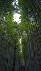 Huge Bamboo plants line a pathway through the famous bamboo forests of Japan. The plants are very tall and let in little light to the path and plants below.