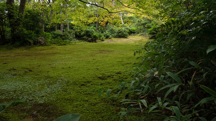  A classic scene of a Japanese garden settings. The lush green trees surround a grassy mossy lawn...