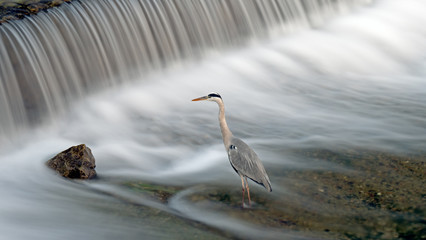 A crane waits for a fish to catch in a river in Japan. The long exposure shot captures the flow of the water over a waterfall as the bird waits for its prey.