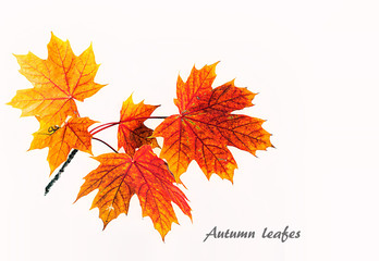 Autumn leafe